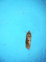 Cryptaspasma