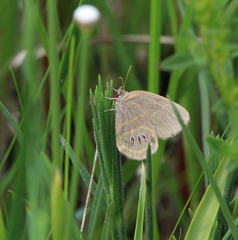 Neonympha areolatus