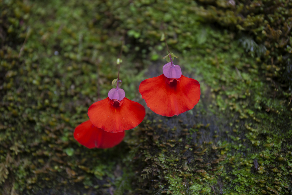 Utricularia campbelliana Oliver 4