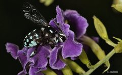 Thyreus caeruleopunctatus