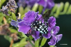 Thyreus caeruleopunctatus