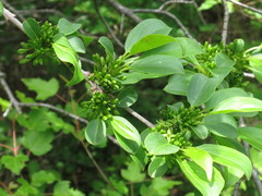 Rhamnus davurica