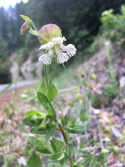 Silene campanulata