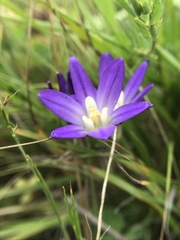 Brodiaea terrestris