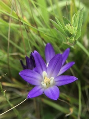 Brodiaea terrestris