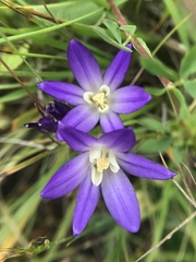 Brodiaea terrestris