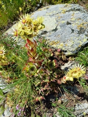 (c) RAUL DAL SANTO, some rights reserved (CC BY-SA) Sempervivum grandiflorum, photograph (c) RAUL DAL SANTO, some rights reserved (CC BY-SA)