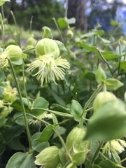 Silene campanulata