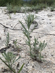 Artemisia lindleyana
