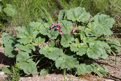 Proboscidea louisianica fragrans