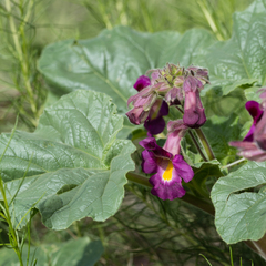Proboscidea louisianica fragrans