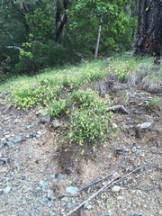 Silene campanulata