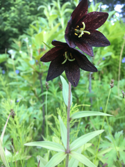 Fritillaria camschatcensis