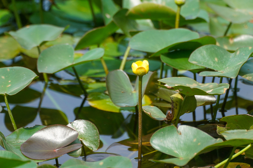 Nuphar subintegerrima (Nuphar subintegerrima)