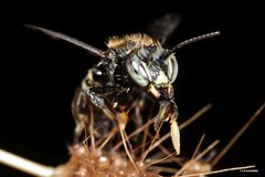 Pseudoanthidium repetitum