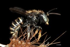 Pseudoanthidium repetitum