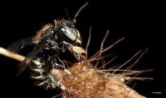 Pseudoanthidium repetitum