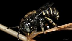 Pseudoanthidium repetitum