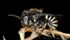 Pseudoanthidium repetitum