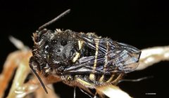 Pseudoanthidium repetitum