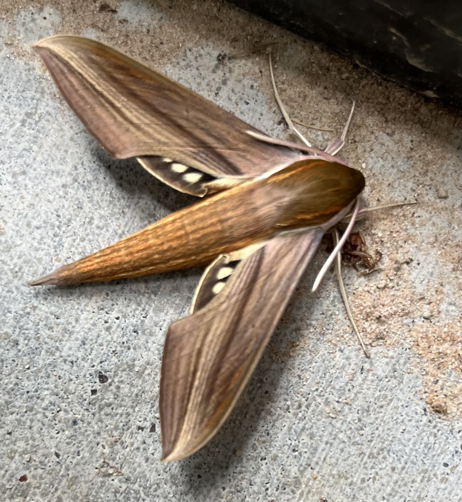 Tersa Sphinx from Sam Houston National Forest, Cleveland, TX, US on ...
