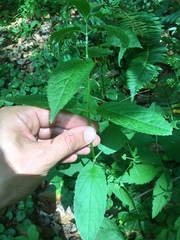 Stachys latidens