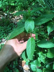 Stachys latidens