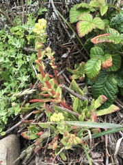 Dudleya farinosa