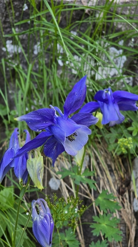 Aquilegia alpina, photograph 4