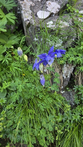 Aquilegia alpina, photograph 5