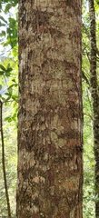 (c) Thomas Gyselinck, some rights reserved (CC BY) Pinus merkusii, photograph (c) Thomas Gyselinck, some rights reserved (CC BY)