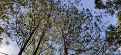 Pinus merkusii, photograph (c) Thomas Gyselinck, some rights reserved (CC BY)