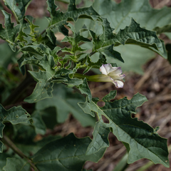 Datura quercifolia