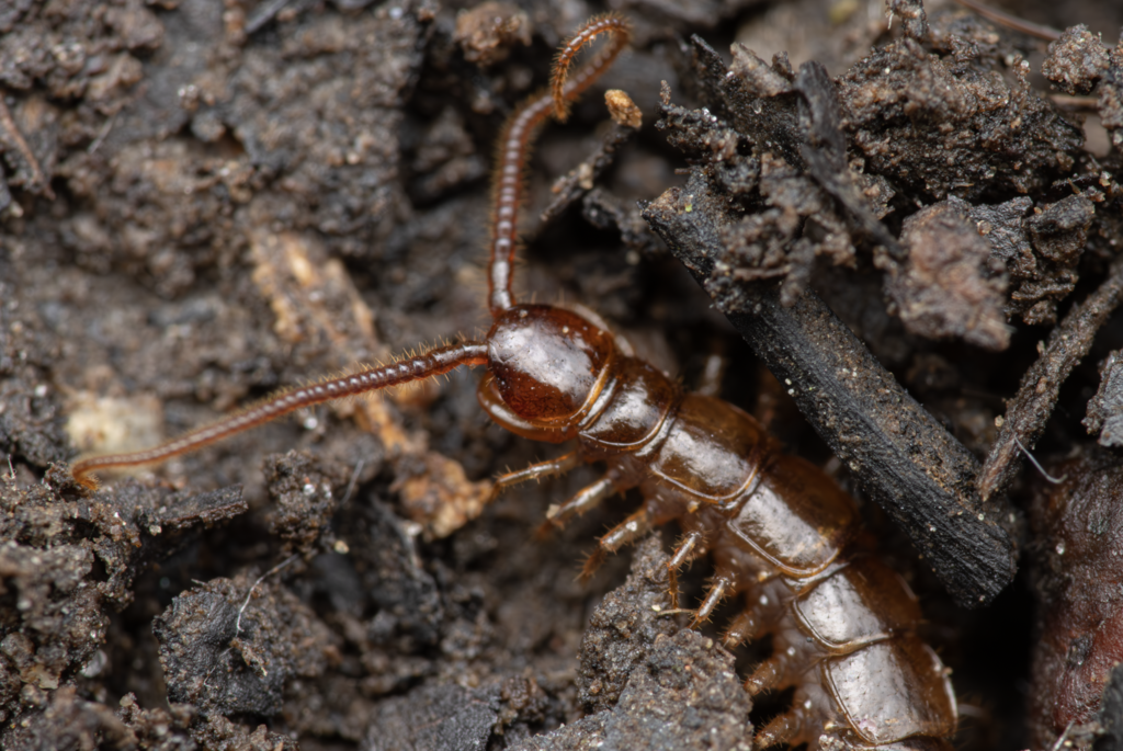Broad-Headed Lithobius