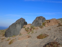 Penstemon davidsonii davidsonii
