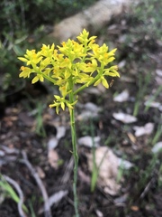 Polygala cymosa
