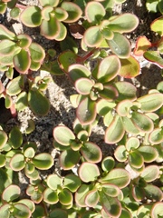 Penstemon davidsonii davidsonii
