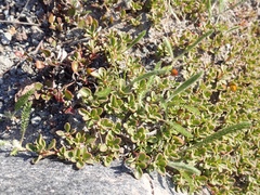Penstemon davidsonii davidsonii