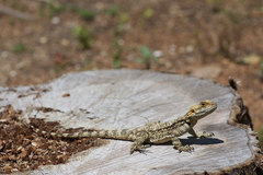 Laudakia stellio stellio