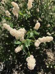 Ceanothus integerrimus macrothyrsus