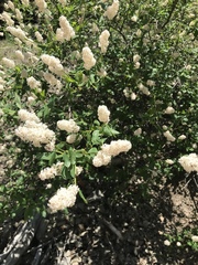 Ceanothus integerrimus macrothyrsus