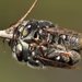 Megachile nigrovittata - Photo (c) Laurence Sanders,  זכויות יוצרים חלקיות (CC BY-NC-SA), הועלה על ידי Laurence Sanders