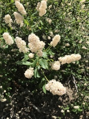 Ceanothus integerrimus macrothyrsus