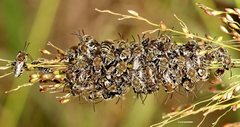 Lipotriches flavoviridis