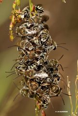 Lipotriches flavoviridis
