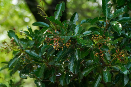 Image of Viburnum odoratissimum by (c) WATANABE Hitoshi 渡辺仁, some rights reserved (CC BY)