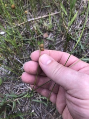 Fuirena scirpoidea