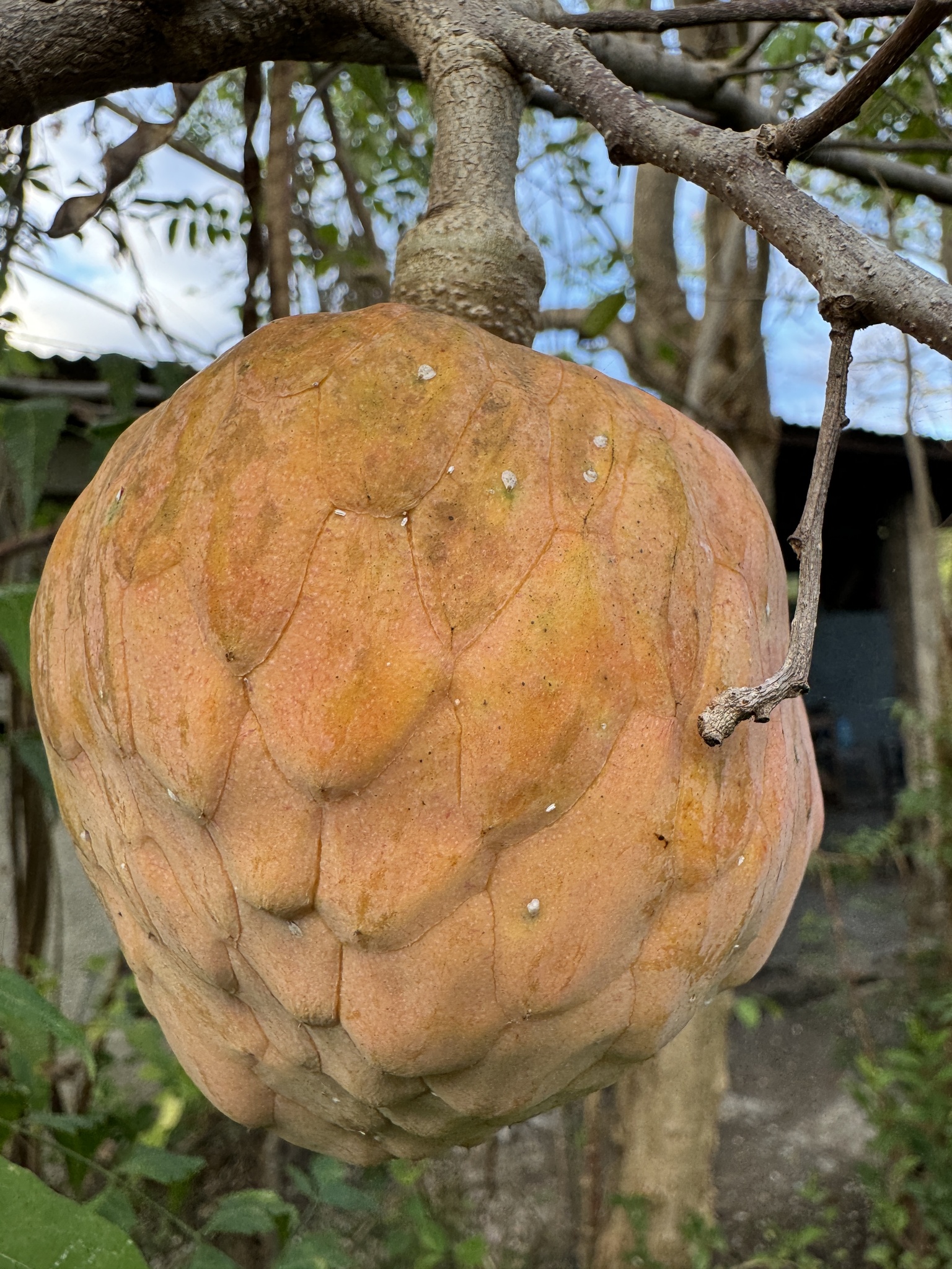 Imagem de Fruta-de-condessa