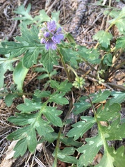 Hydrophyllum occidentale