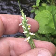 Spiranthes lucida